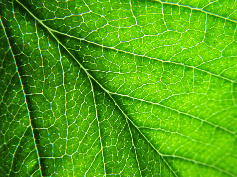 葉綠素含量測(cè)量儀為指導(dǎo)農(nóng)戶合理施肥