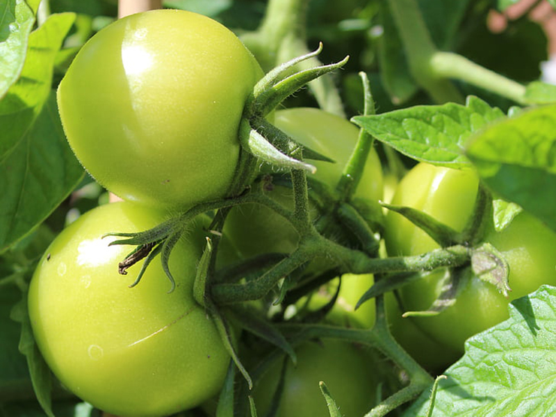 農(nóng)藥殘留檢測(cè)儀結(jié)果準(zhǔn)確嗎？