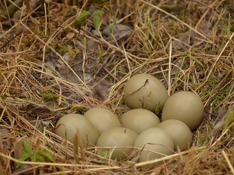 雞蛋中的藥物殘留要怎么檢測(cè)？