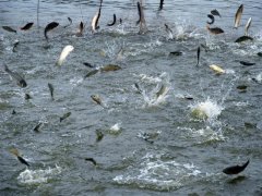 水產養殖水質檢測儀，為漁業提供有效地水質分析
