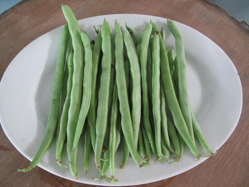 農(nóng)藥殘留檢測儀，檢測四季豆農(nóng)藥殘留含量