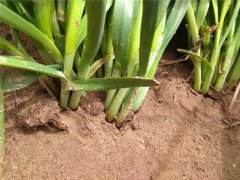 植物莖稈強(qiáng)度測(cè)定儀，對(duì)作物栽培提供幫助