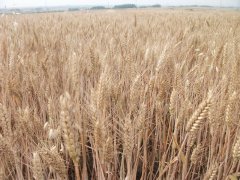 小麥中會(huì)含有多少黃曲霉素？