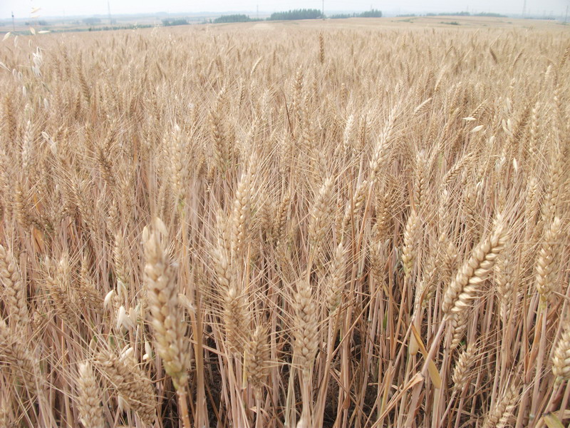 小麥中會含有多少黃曲霉素